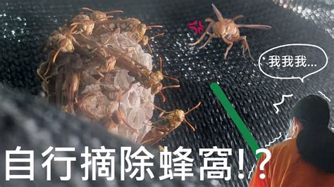 住家土蜂窩|家裡有蜂巢！引出室外有方法